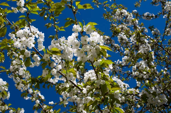 Cherry blossoms — Stock Photo, Image