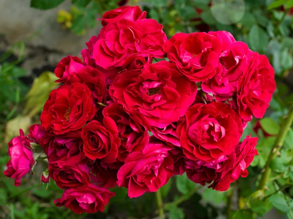 Três rosas vermelhas estão em um fundo branco — Fotografia de Stock