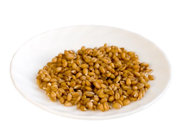 Sprouted grains on white plate — Stock Photo, Image