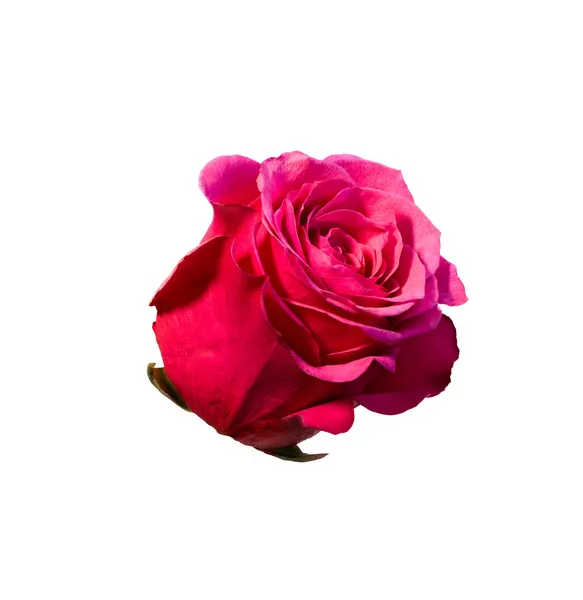 Lichte mooie roze roos — Stockfoto