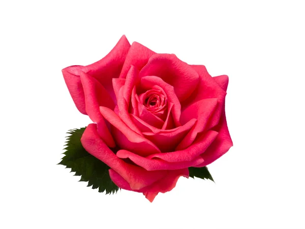 Bright beautiful pink rose — Stock Photo, Image