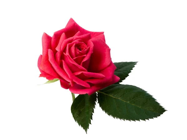 Bright beautiful pink rose — Stock Photo, Image