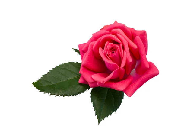 Bright beautiful pink rose — Stock Photo, Image