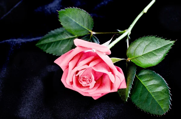 明亮美丽粉红玫瑰 — 图库照片