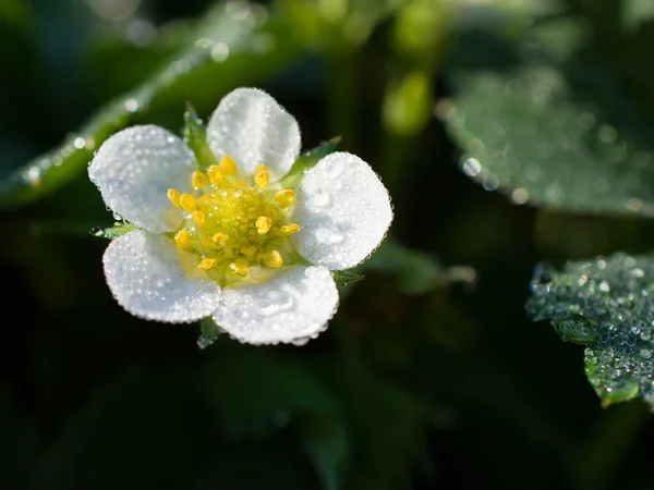 Strawberry flower with dew drops — Stock Photo, Image