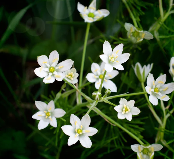 Белые цветы Gagea — стоковое фото