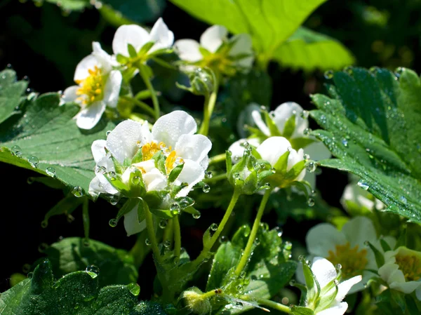 Flor de fresa con gotas de rocío — Foto de Stock