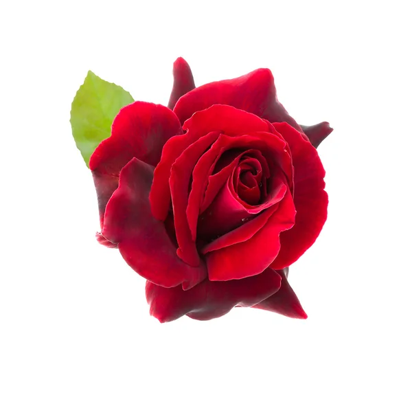 Tmavě rudá růže je na bílém pozadí — Stock fotografie