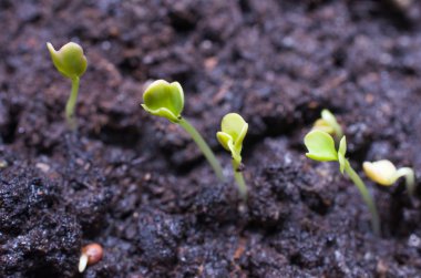 lahana ilk çekimleri