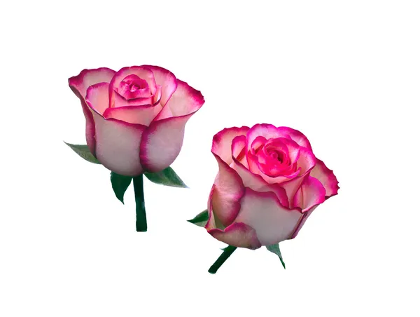 Dwa róża różowy — Zdjęcie stockowe