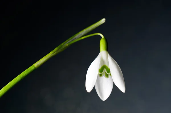 První sněženky galanthus — Stock fotografie