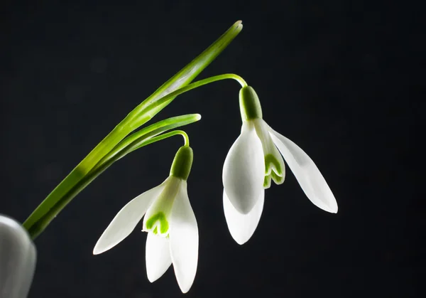 Die ersten Schneeglöckchen galanthus — Stockfoto