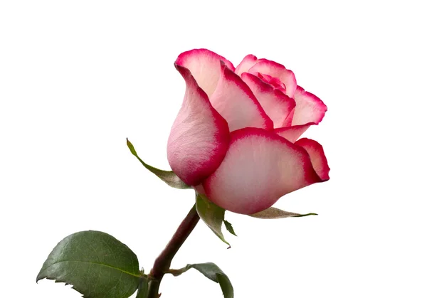 Rosa rosa rosa hermosa brillante — Foto de Stock