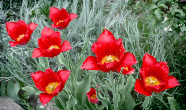 Обжаренный красный тюльпан — стоковое фото