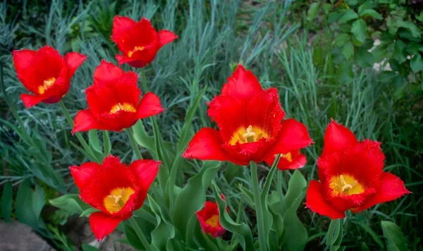 Обжаренный красный тюльпан — стоковое фото