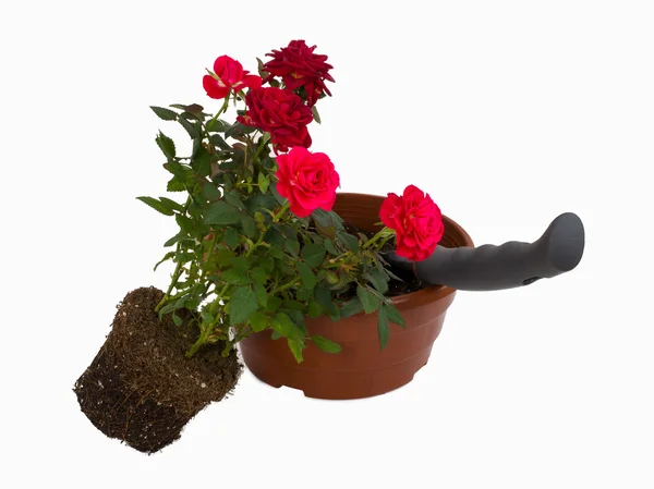 Rose transplanteras till en annan pott — Stockfoto