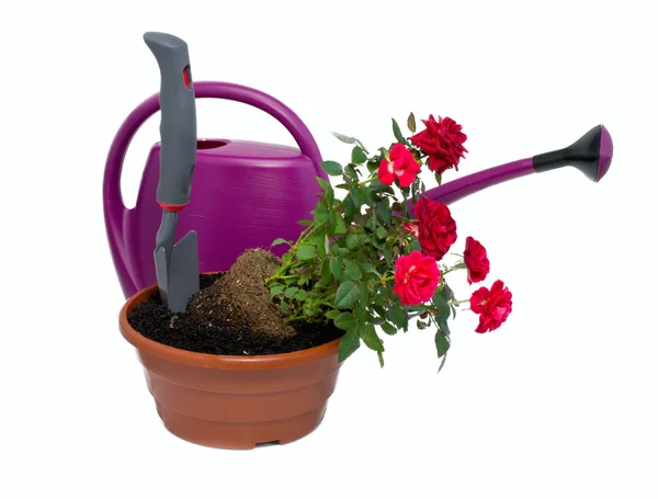 Rose arbustive e attrezzi da giardino — Foto Stock