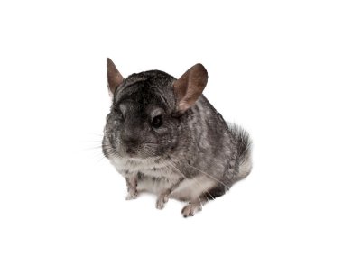 Chinchilla beyaz zemin üzerine