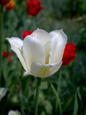 Beyaz Lale bahar yeşil