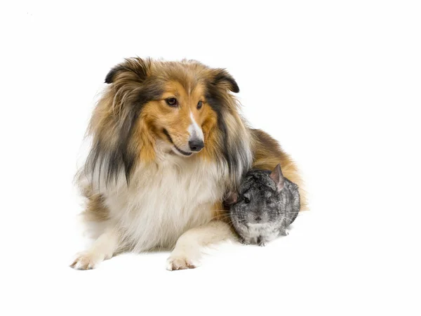 Shetland sheepdog and  chinchilla — Stock Photo, Image