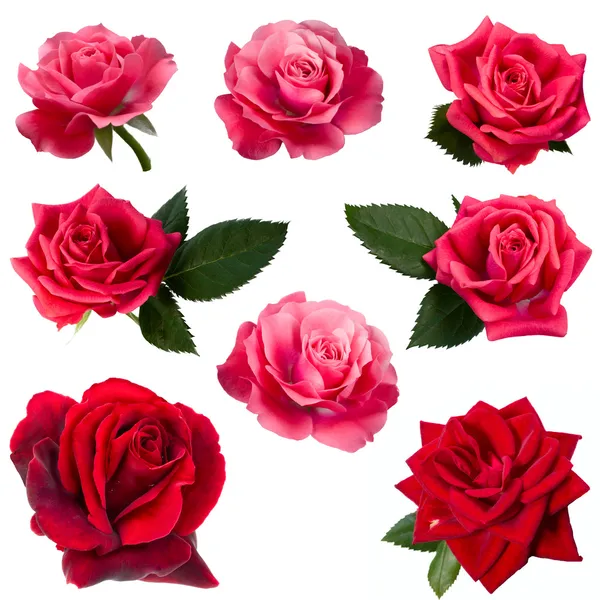 Коллаж из восьми красных роз — стоковое фото