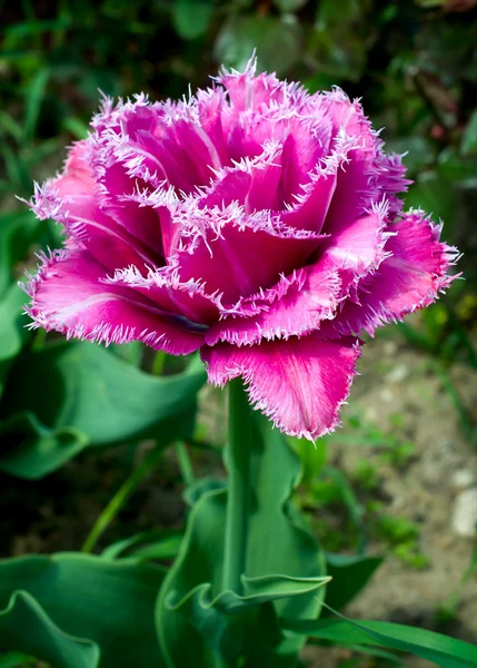 Terry fringed tulip 'Matchpoint' — стоковое фото