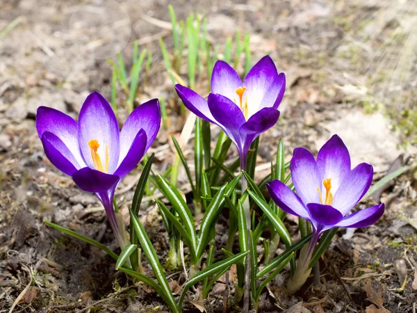 Erste Krokusblüten — Stockfoto