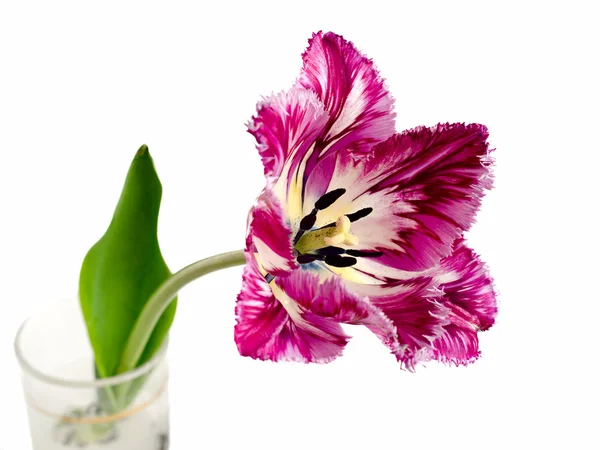 Gerafelde tulip — Stockfoto