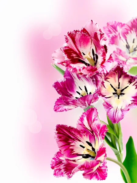 Bouquet of colorful tulips fringed — Stock Photo, Image
