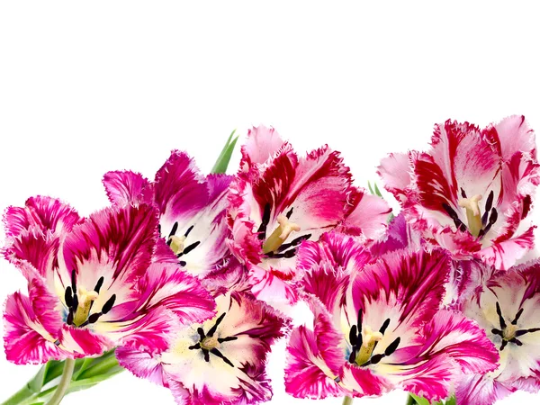 縁を付けられた色とりどりのチューリップの花束 — ストック写真