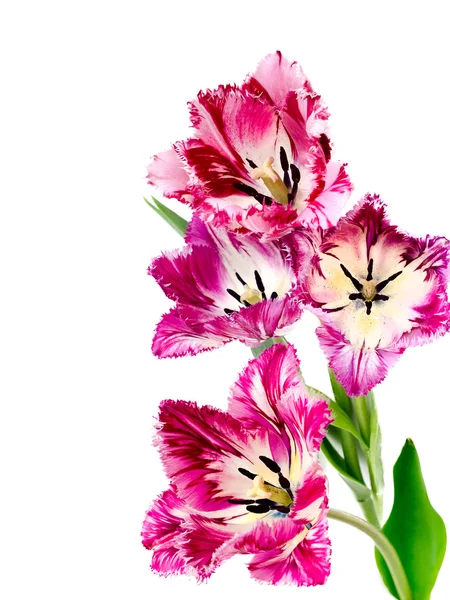 縁を付けられた色とりどりのチューリップの花束 — ストック写真