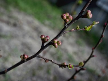 Ayva ilk tomurcukları