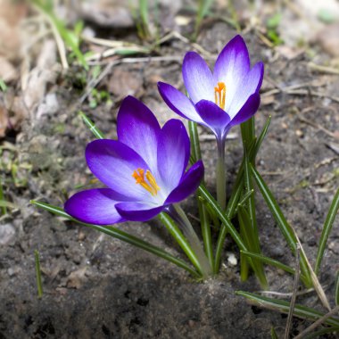 ilk bitkisi çiçeği.