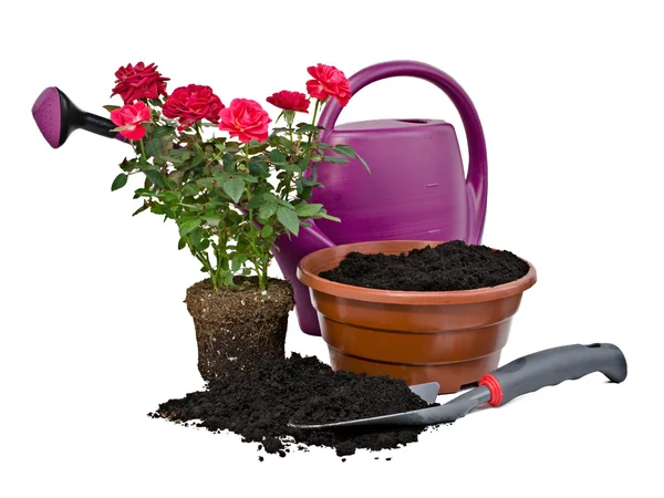 Shrub roses and garden tools — Stock Photo, Image