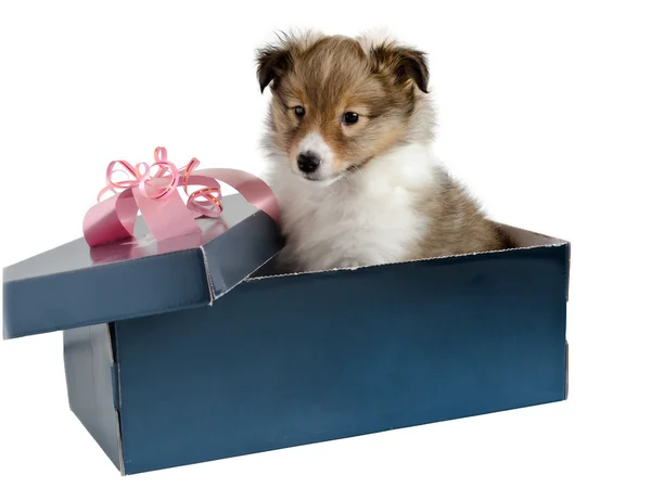 Little puppy Sheltie in a gift box — Stock Photo, Image