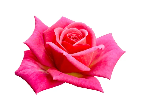 Bright beautiful  pink rose — Stock Photo, Image