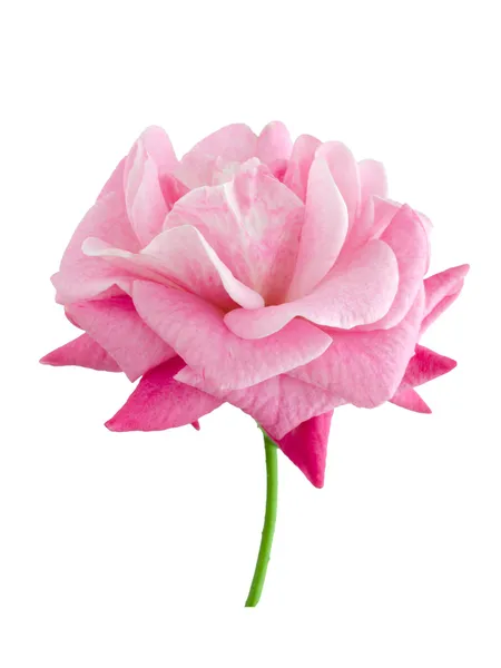 Φωτεινό και όμορφο ροζ τριαντάφυλλο — Φωτογραφία Αρχείου