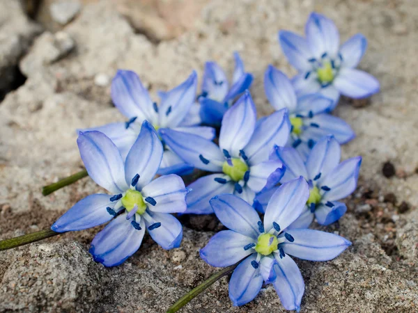 První květy bluebell — Stock fotografie