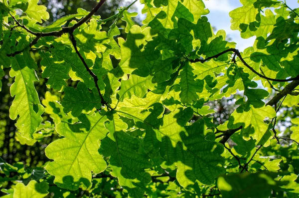 Bright green foliage of oak — Stock Photo, Image