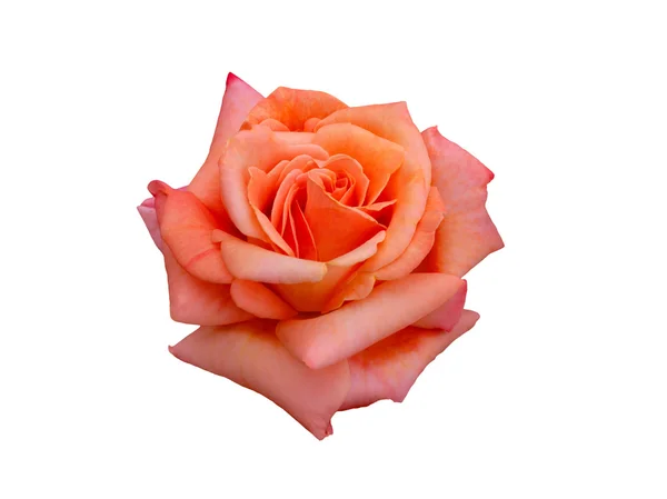 Rosa rosa brillante bella — Foto Stock