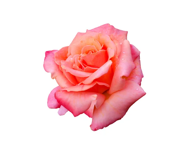 Bright beautiful  pink rose — Stock Photo, Image