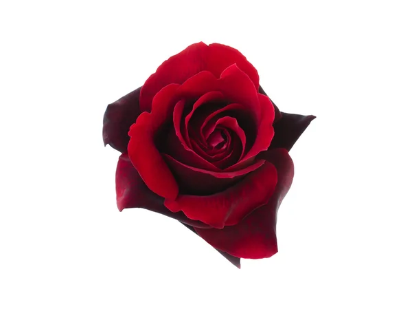 Rosa negra — Foto de Stock