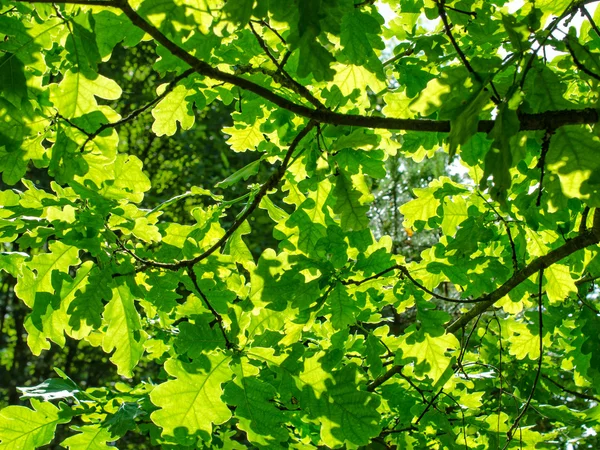 Bright green foliage of oak — Stock Photo, Image