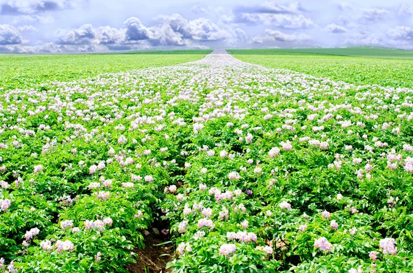 Kartoffelblüten im hellen Sonnenlicht — Stockfoto