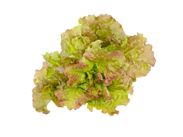 Fresh organic lettuce — Stock Photo, Image