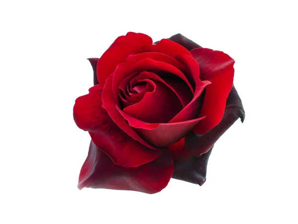 Černá růže — Stock fotografie