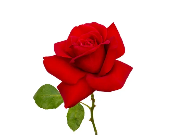 Rote Rose — Stockfoto