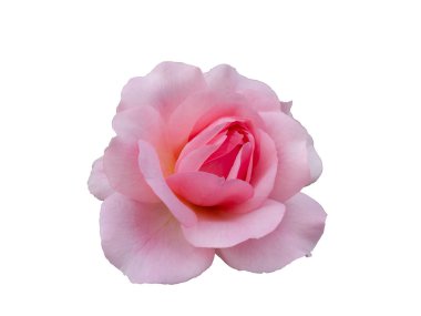 Beyaz arka planda izole edilmiş taze pembe gül.