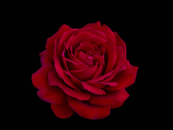 Single Dark red rose is on black background