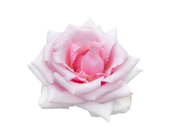 Verse mooie roze roos geïsoleerd op witte achtergrond — Stockfoto